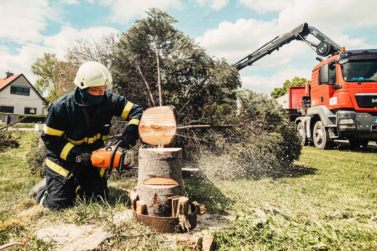 The Steps Involved in Our Tree Care Process in Byron, GA